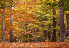 Autumn Woods Reminiscences